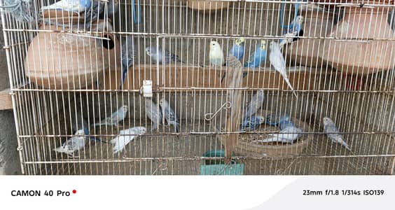 Healthy Birds for Sale