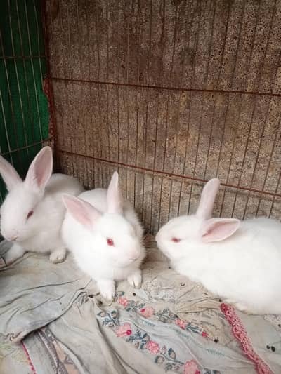 Pure White Rabbit Kids