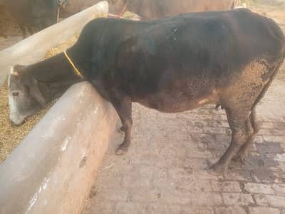 cow for sale cow soi hoi ha picha 1 bachri ha