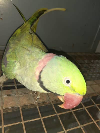 RAW ALEXANDER KASHMIRI (MALE PARROT). urgent sale