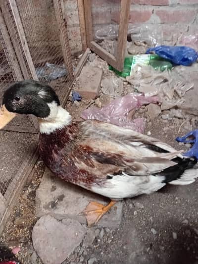 Desi batakh for sale h