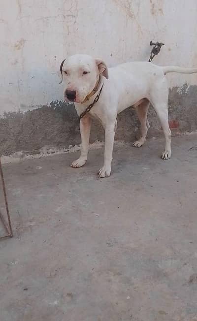 Whatsapp contact 03036099567