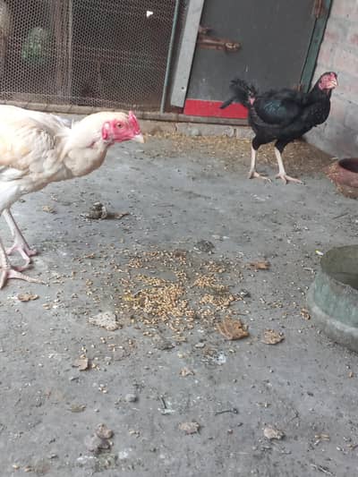 white murga black murgi