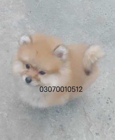 Pomeranian puppy dog