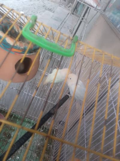 white color love birds