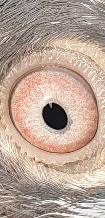 Tedy Male,Slati female,Zakh males