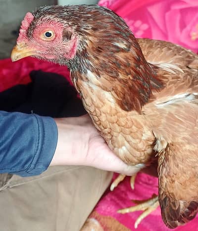 Aseel Amroha Keelu wli madi