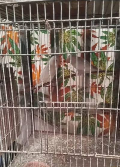 complete bird  setup for sale  1 lac  60 hazar