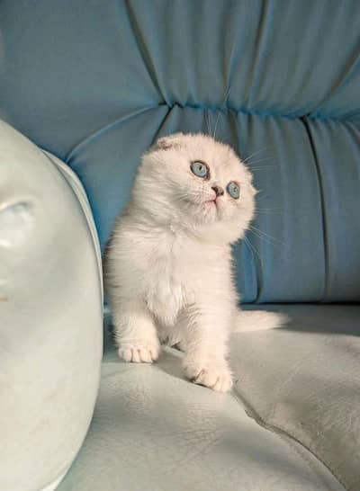 white Silver Scottish fold and straight kittens
