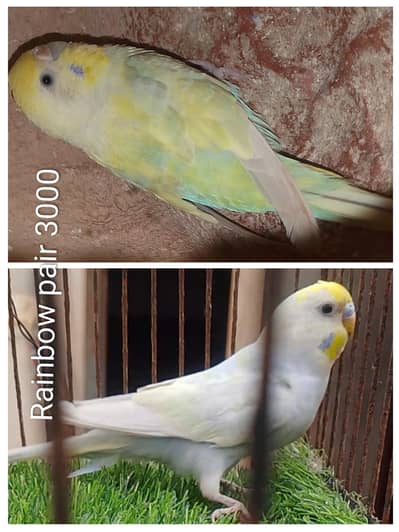 Budgie lovebird