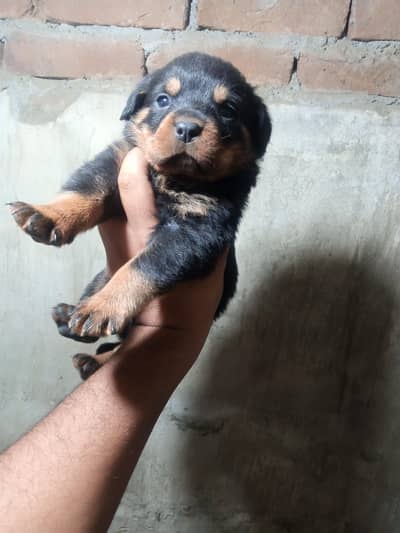 Rottweiler available for new home