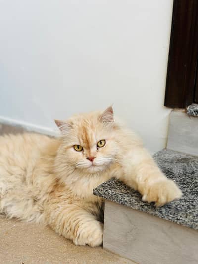 Persian cat Light brown (Please read description)