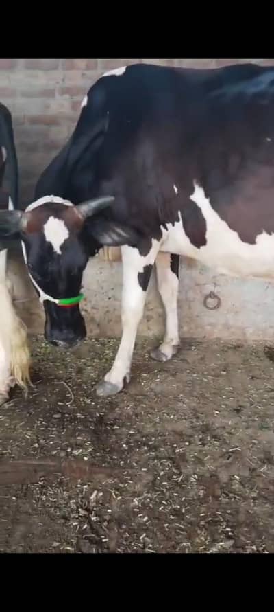 2 months ki soi cow for sale doodh 14 liter sath bht hi khubsurat wach
