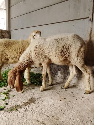 دیسی کراس بھیڑ ساتھ بچہ بھیڑ کراس بھی ہوئی ہے