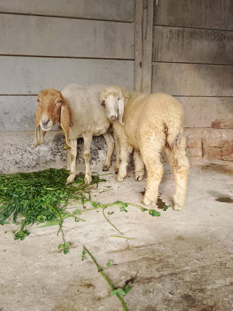 دیسی کراس بھیڑ ساتھ بچہ بھیڑ کراس بھی ہوئی ہے 1