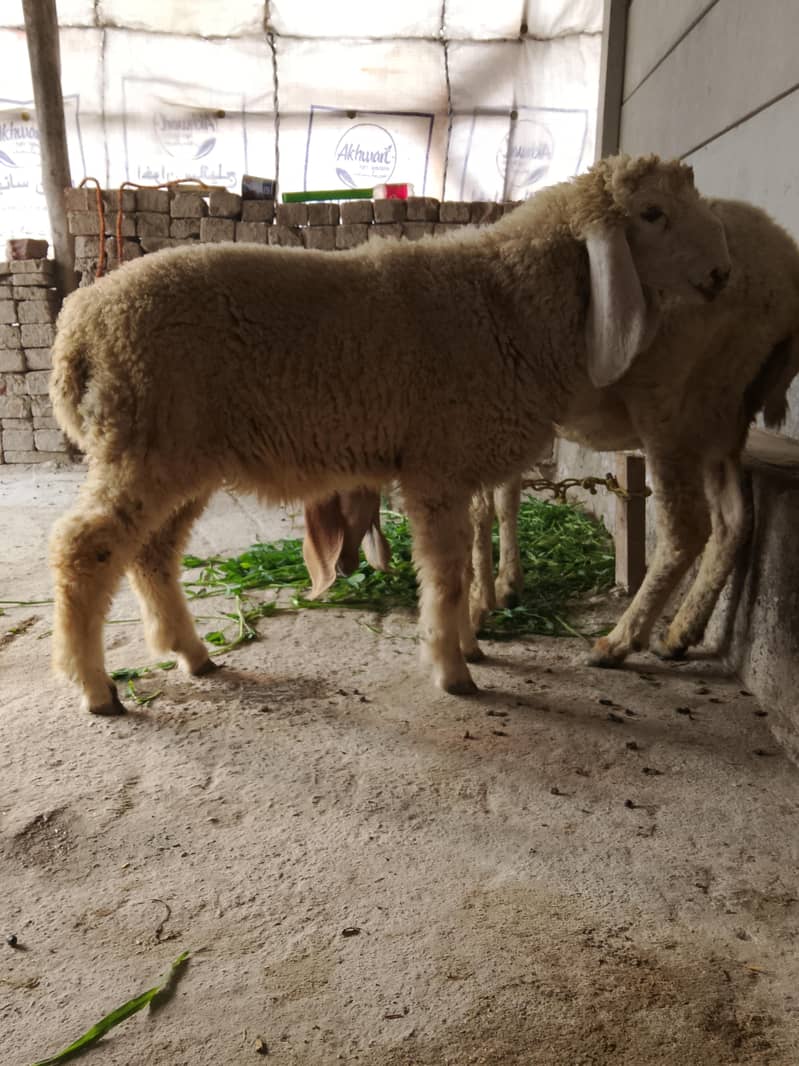 دیسی کراس بھیڑ ساتھ بچہ بھیڑ کراس بھی ہوئی ہے 3