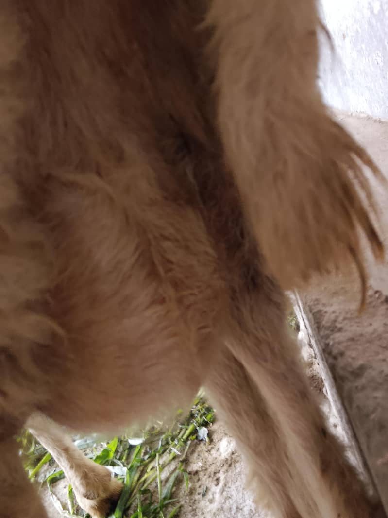 دیسی کراس بھیڑ ساتھ بچہ بھیڑ کراس بھی ہوئی ہے 4