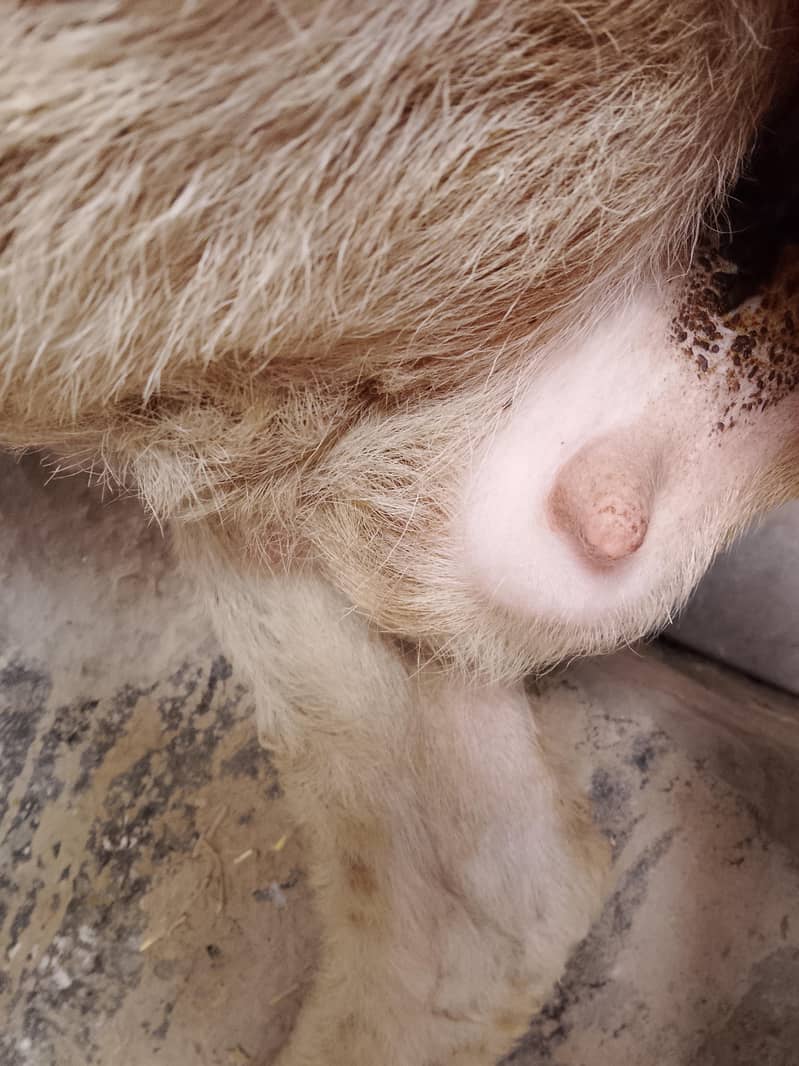 دیسی کراس بھیڑ ساتھ بچہ بھیڑ کراس بھی ہوئی ہے 5