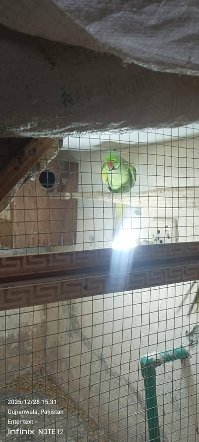 male parrot for sale