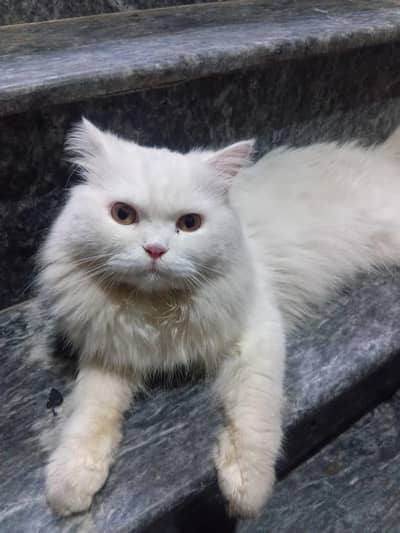 3 coted. Semi punch face Persian