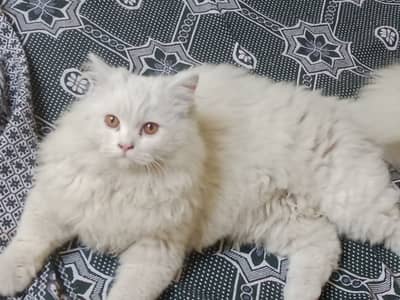 Persian cat