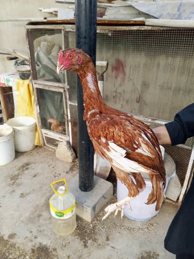 Aseel Galva Male For Sale