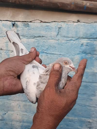 Teddy Male, Zakh Males, Salyti Female