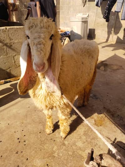 kajla sheep pair ek male h ek female