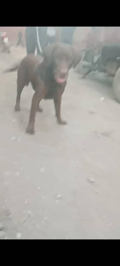 chocolate calar labardor male for selll