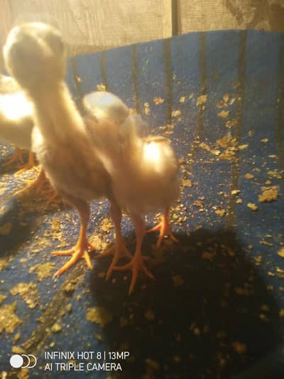 aseel chicks