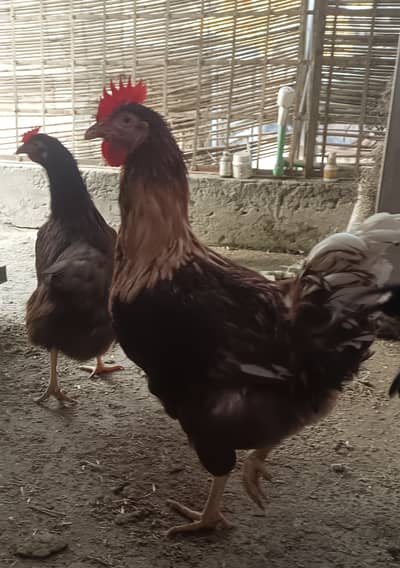 Lohmann and RIR Male Available