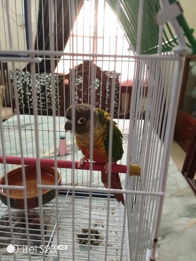 Conure for sale with cage (pinjara)