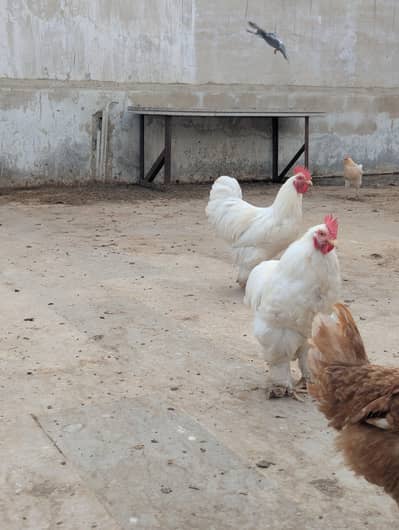 buff 2 male 1 female