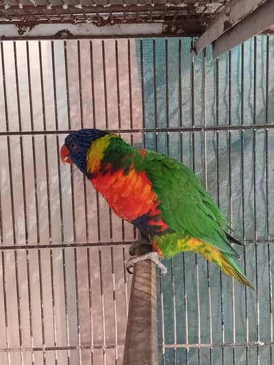 Swinson Lorry Breeder Pair