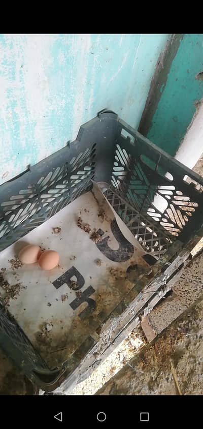 Fertile eggs available for sale in Rawalpindi satellite town.