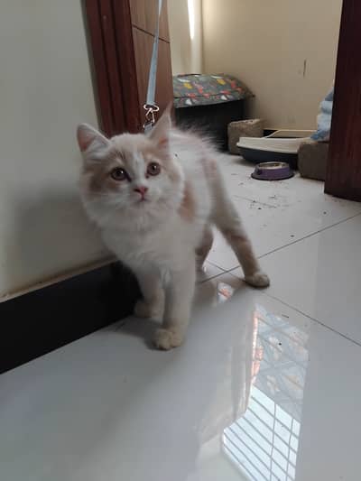 Persian Male Kitten Healthy n Active Very Playfull n Friendly. . . .