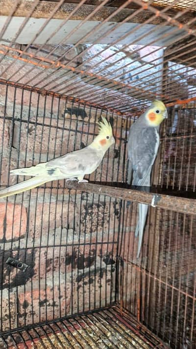 cocktail breeder Paris  confirm fellow cocktail jawa sliver white