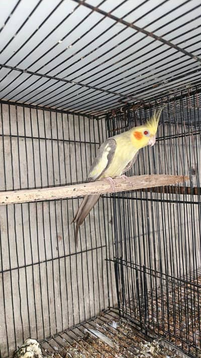 fellow cocktail breeder and firtile male available