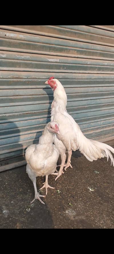 aseel Heera papar white  breder pair