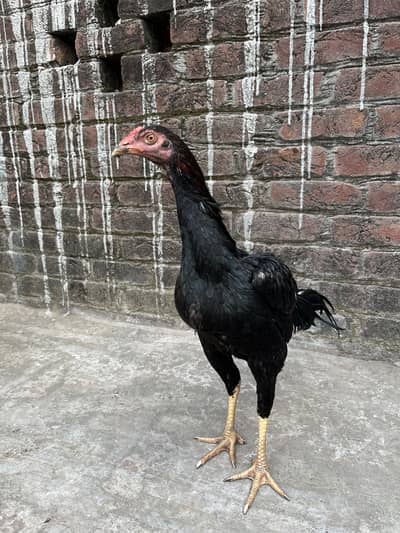 Thai cross neck lockers