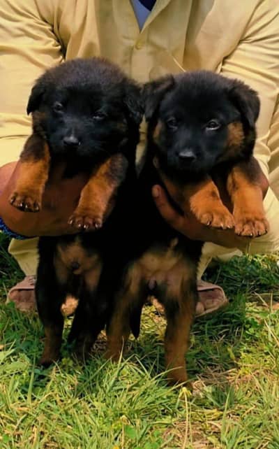 Black German shepherd  Long coat | Puppy | GSD | Dog for sale