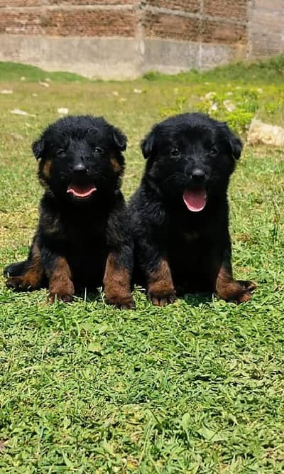 Black German shepherd | Puppy | GSD | Dog for sale | Long coat