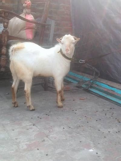 Male Teda Gulabi #03274116585