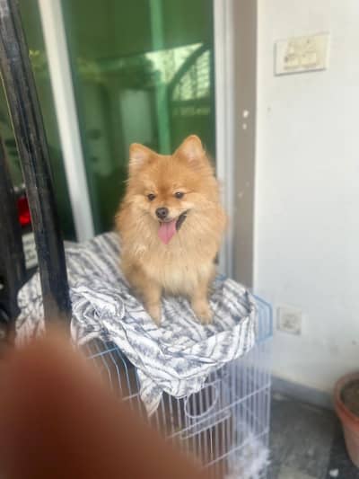 very beauty full toy breed resanable price dog