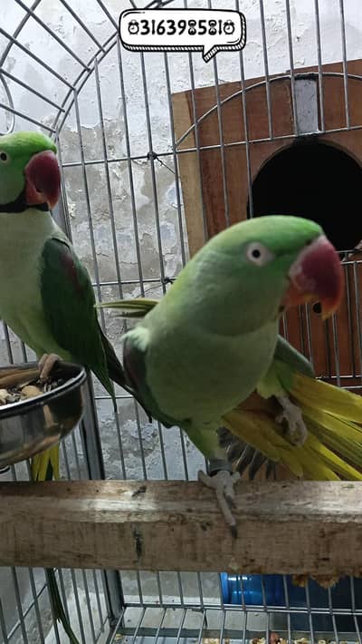 Alexander Breeder Pair Complete Setup