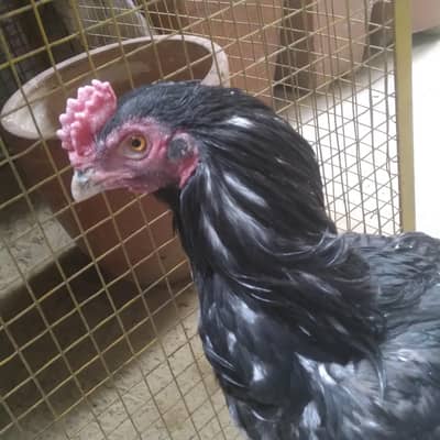 Aseel Lasani Young Patha Murga