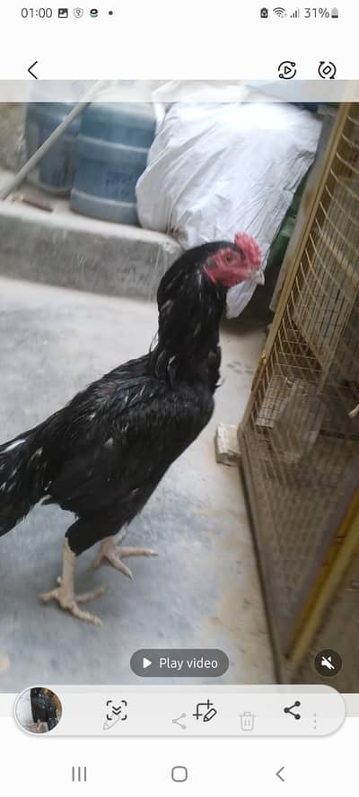 Aseel Lasani Young Patha Murga