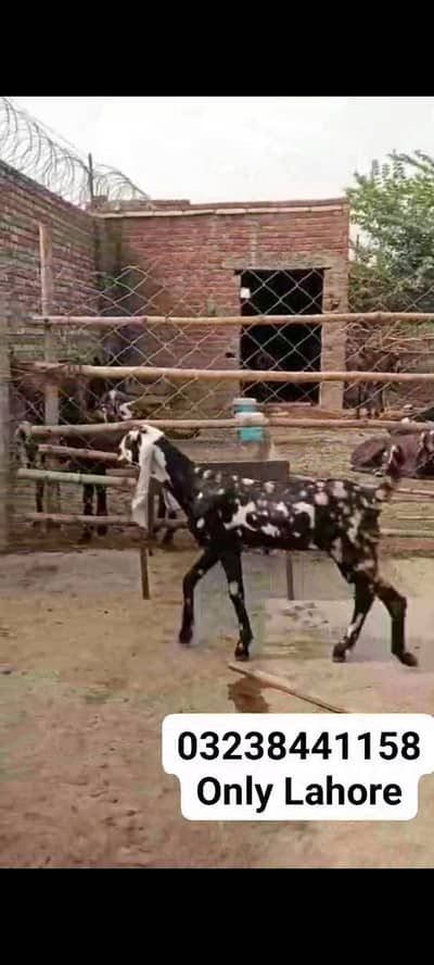 Female Goat | Beetal bakri | Goat | Shaira goat