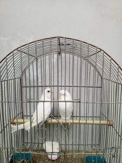 red eye pair for sale