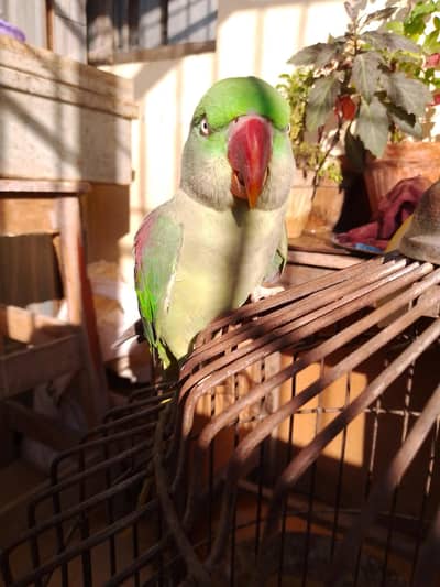 raw parrot female talking